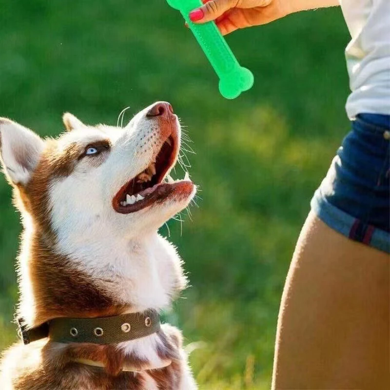 Teeth Cleaning Dog Chew Bone - Jouet à mâcher en os de