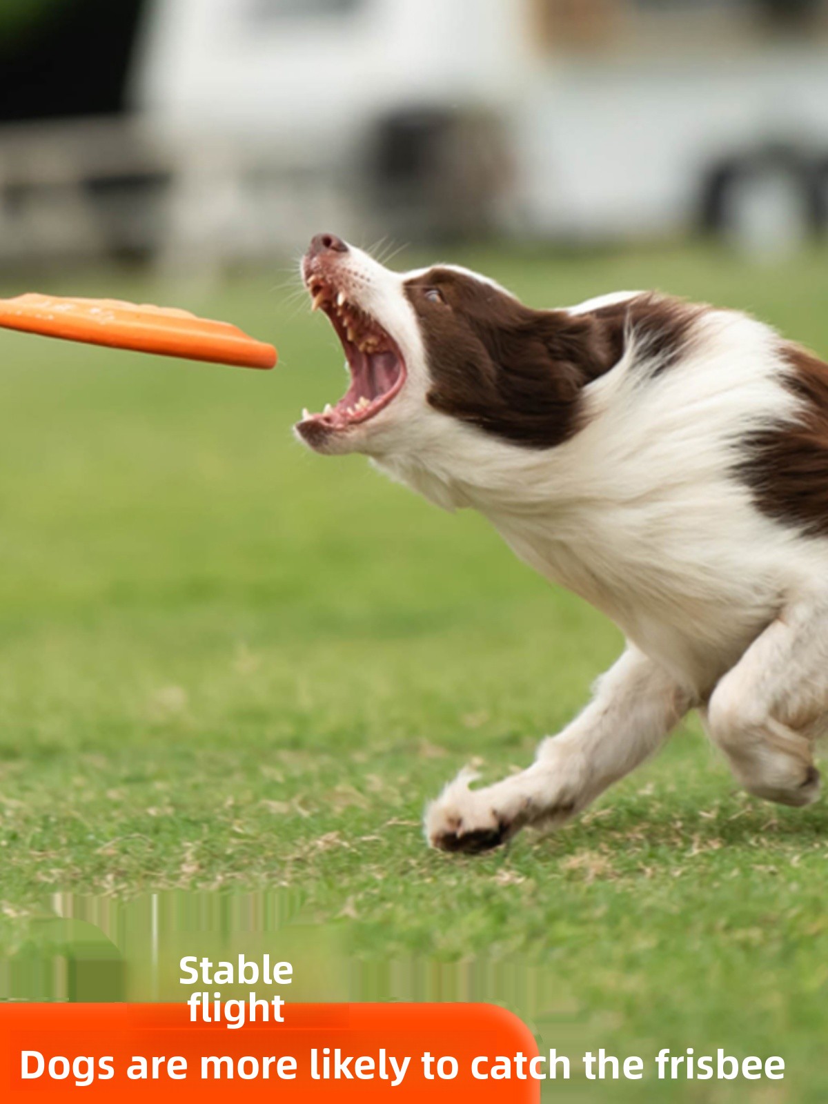 Disque volant pour chien, soup - Flying Disc Dog Training Toy avis et prix