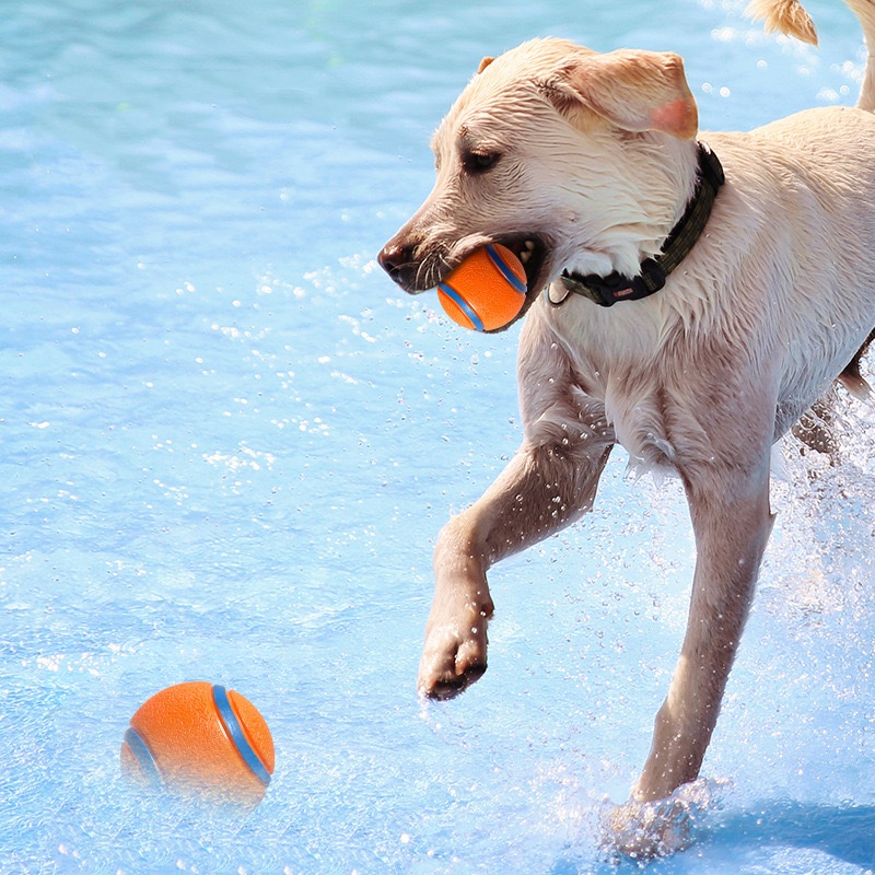 Balle de jouet robuste pour ch - Indestructible Dog Chew Toy avis et prix