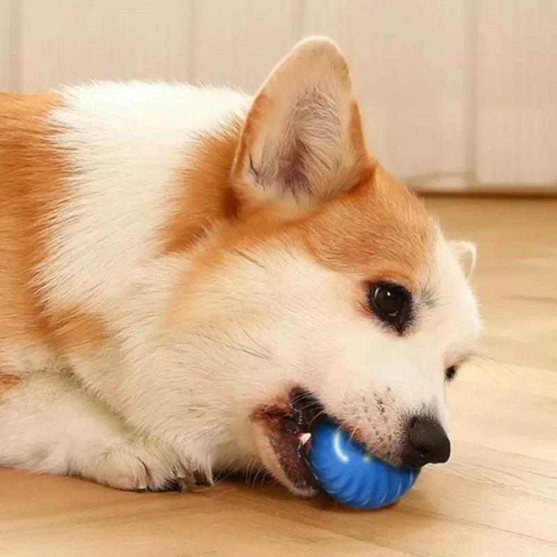 Balle de jeu pour chien, balle - Suction Cup Dog Tug Toy avis et prix