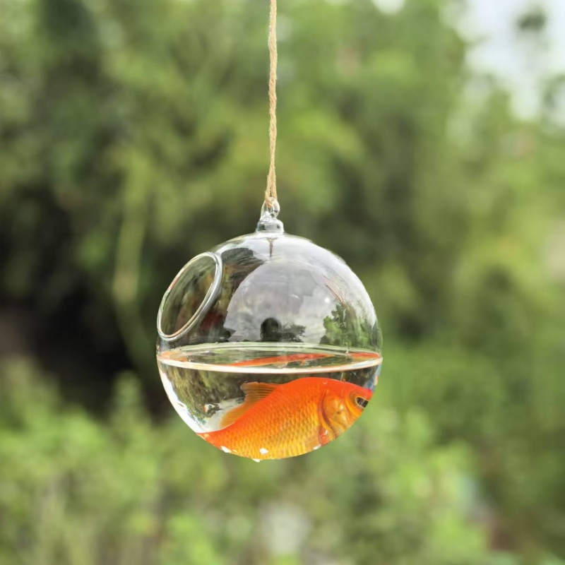 Petit terrarium en verre trans - Aquarium avis et prix