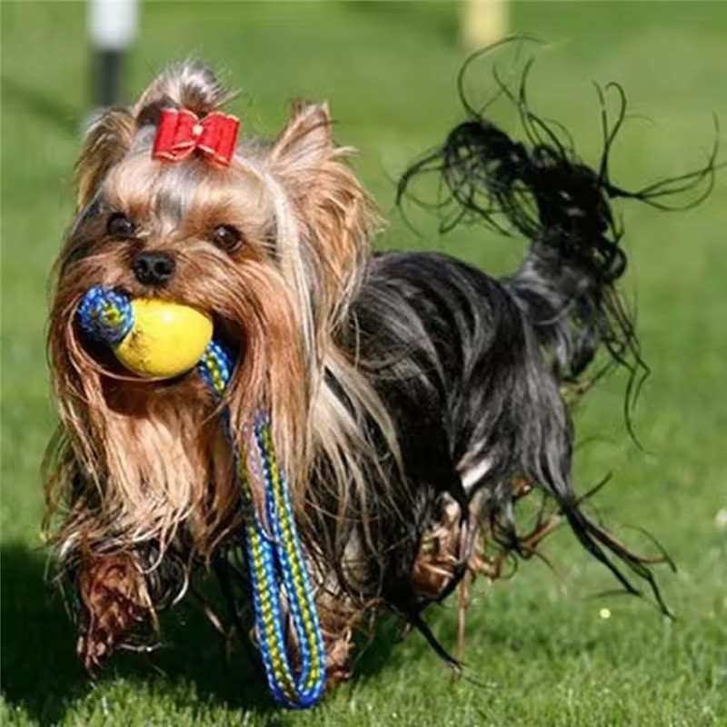 1 pièce Jouet à mâcher pour ch - Indestructible Dog Chew Toy avis et prix