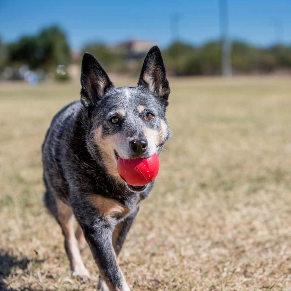 Balle jouet pour chien KONG, M - Indestructible Dog Chew Toy avis et prix
